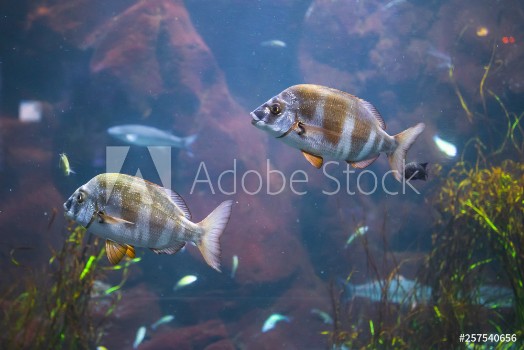Bild på Fish in aquarium with illumination